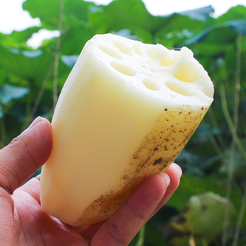 鲜藕白莲藕炒食凉拌甜藕嫩藕