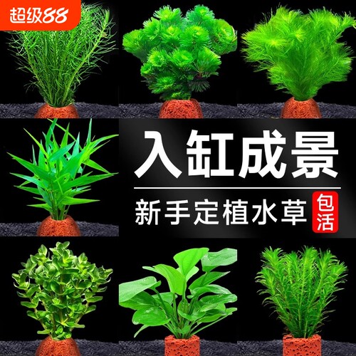 火山石增氧绿植|7天内热卖3000件