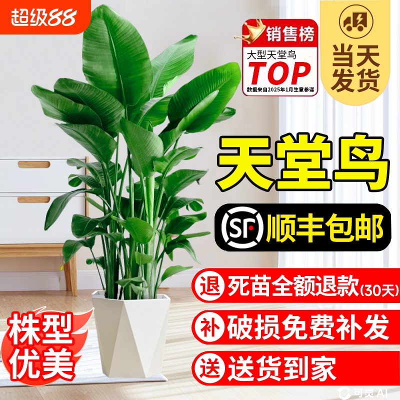 天堂鸟盆栽室内客厅大型绿植办公室鹤望兰大叶植物花卉阳台氛围