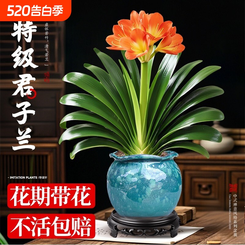 精品大盆君子兰盆栽带花苞名贵植物客厅室内花卉绿植四季好养易活