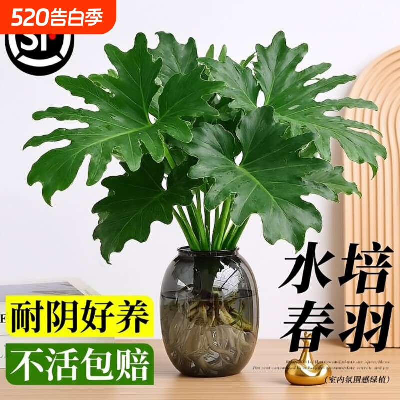 春羽水培植物盆栽室内客厅办公室桌面花卉大叶龟背竹好养绿植阳台
