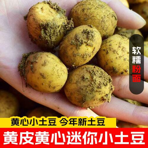 正宗恩施黄心小土豆当季