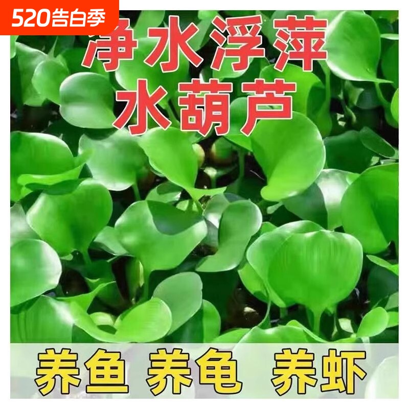 水葫芦水草鱼池造景鱼缸和鱼共养净化水质养鱼养龟水芙蓉浮萍植物