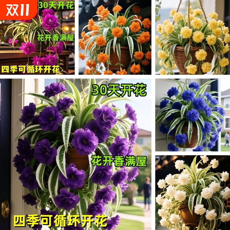 新品耐寒浓香型大花型吊兰花种球好养活开花盆栽花卉卧室客厅阳台