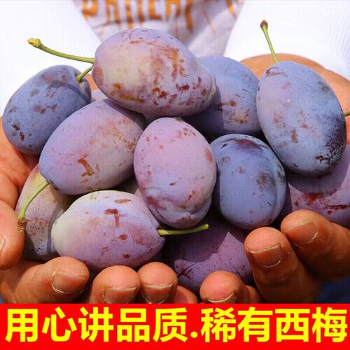 正宗新鲜西梅鲜果当季新鲜应季水果酸甜可口孕妇法兰西产地直发