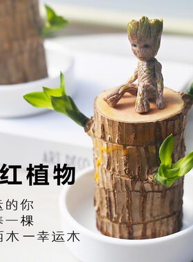 巴西木格鲁特幸运木开花水养绿植室内盆栽带芽小树人水培植物桌面