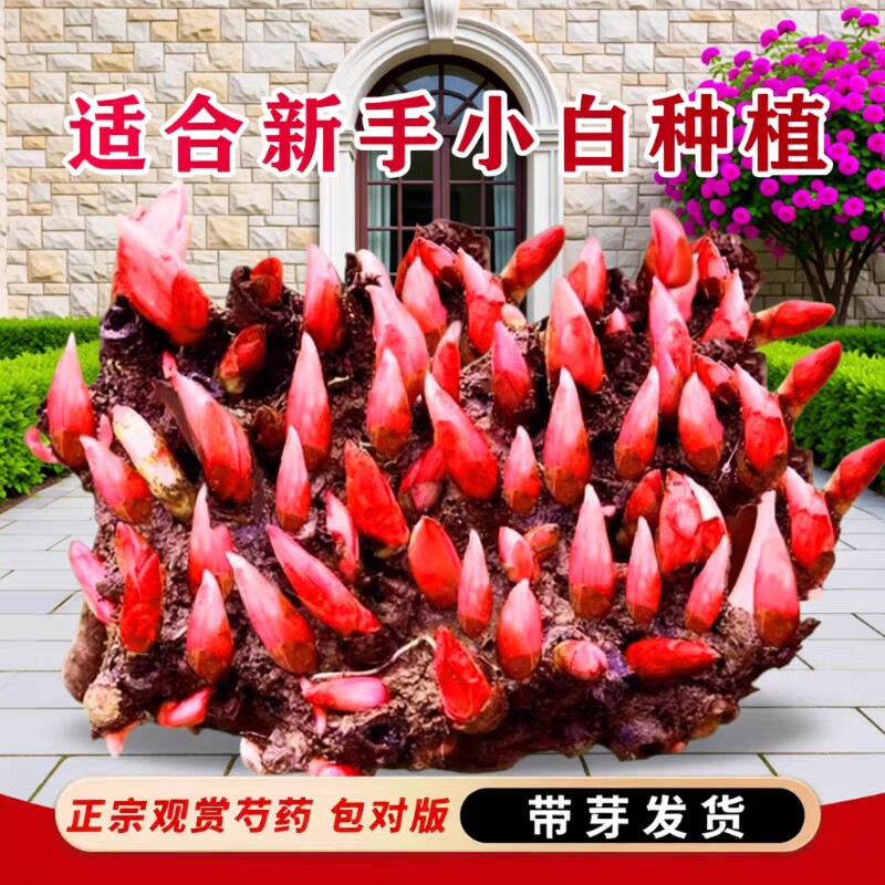 重瓣芍药花苗带芽鲜花卉阳台盆栽庭院地载牡丹花种根耐寒耐热植物