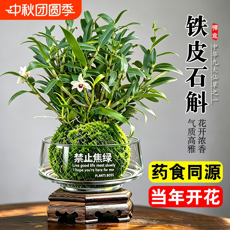 水培苔藓球铁皮石斛兰盆栽七彩香水花苗室内懒人好养名贵花卉绿植										