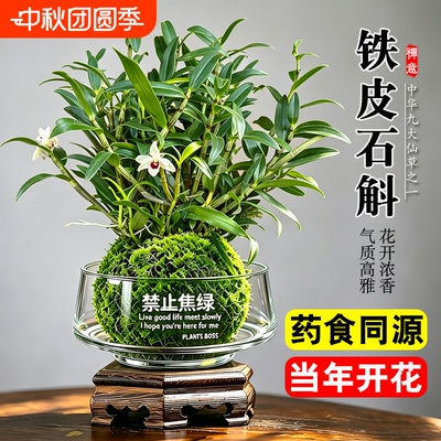 水培苔藓球铁皮石斛兰盆栽七彩香水花苗室内懒人好养名贵花卉绿植