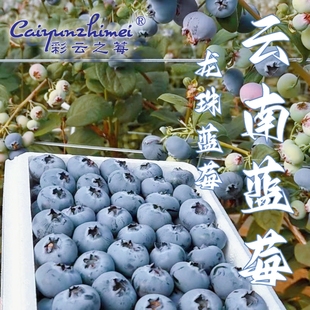 顺丰空运云南高山蓝莓花香孕妇当季 水果精选鲜果大果 整箱新鲜应季
