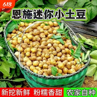 精品恩施小土豆新鲜黄皮黄心洋芋农家自种马铃薯蔬菜批发新土豆