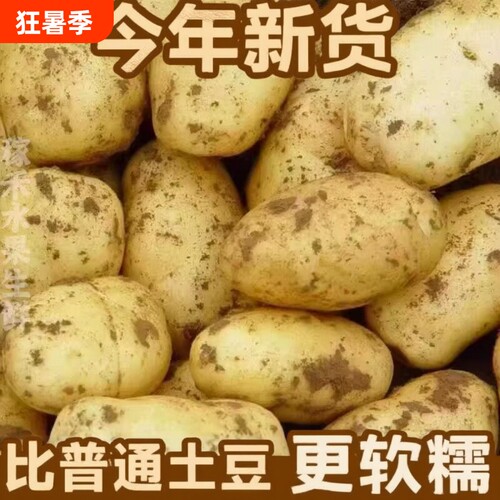 2026年当季新鲜现挖黄心沙面农家土豆高山种植粉糯马铃薯小土豆