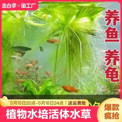 龟缸鱼缸造景植物水培新手套餐懒人前中后景阴性浮萍水草水芙蓉