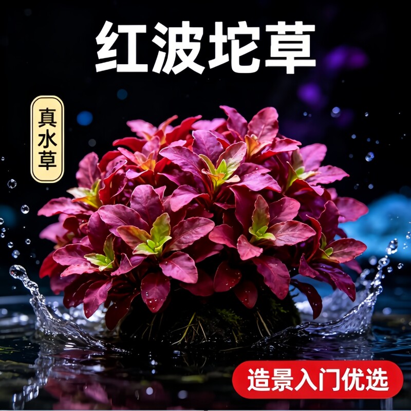 红波坨草活体真水草鱼缸造景免栽种净水增氧新手懒人红色后景水草