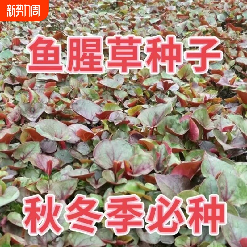 正宗折耳根鱼腥草种子 四季易种 阳台盆栽  高发芽率 农家蔬菜籽