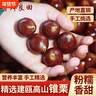 2025年福建建瓯高山锥栗板栗生新鲜农家自种采摘粉油栗子锥形板栗