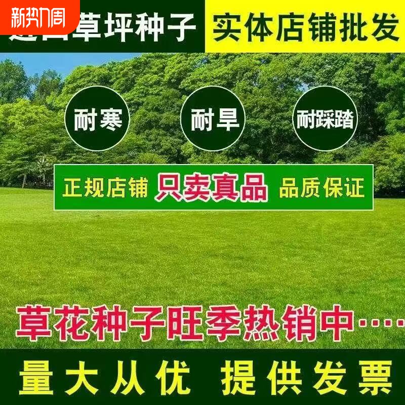 草坪草籽四季常青庭院矮生地毯草护坡狗牙根马尼拉绿化黑麦草种子