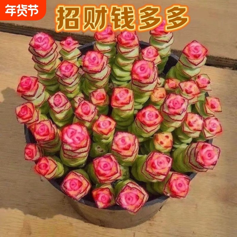彩色钱串锦多肉植物室内新手好养肉肉红心钱串子稀有品种盆栽花卉