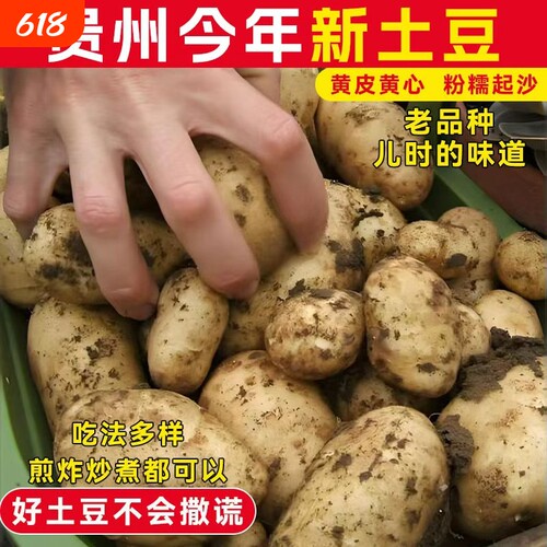 贵州特产黄心洋芋土豆