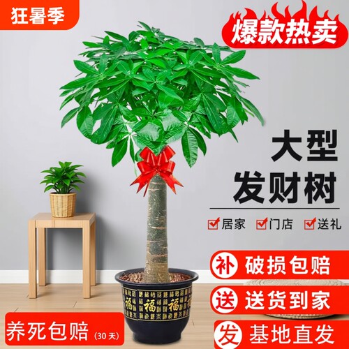 发财树大棵室内大型盆栽招财树