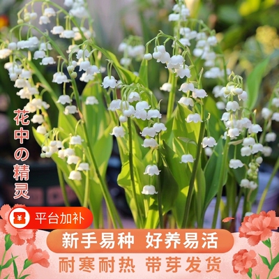 香水铃兰花阳台庭院花卉绿植盆栽
