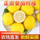正宗安岳黄柠檬头茬果薄皮新鲜水果现采摘四川应季 鲜果商用榨汁果