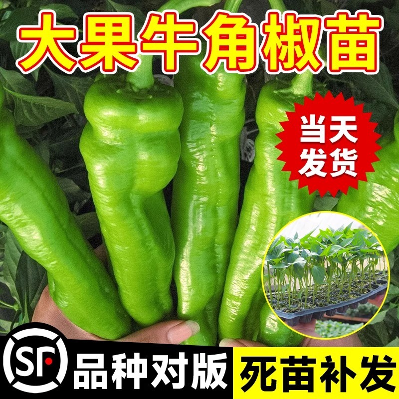 特大牛角椒苗辣椒种孑大果羊角苗秧高产青椒尖椒幼苗四季菜苗大全