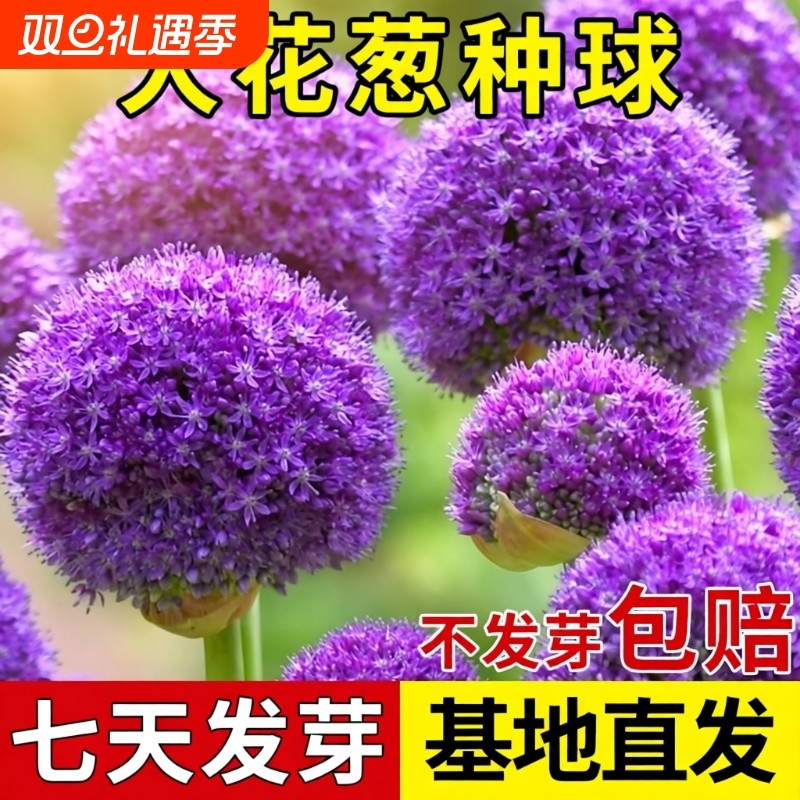 四季大花葱荷兰进口种球耐寒花卉盆栽庭院地栽花球根球种室外室内