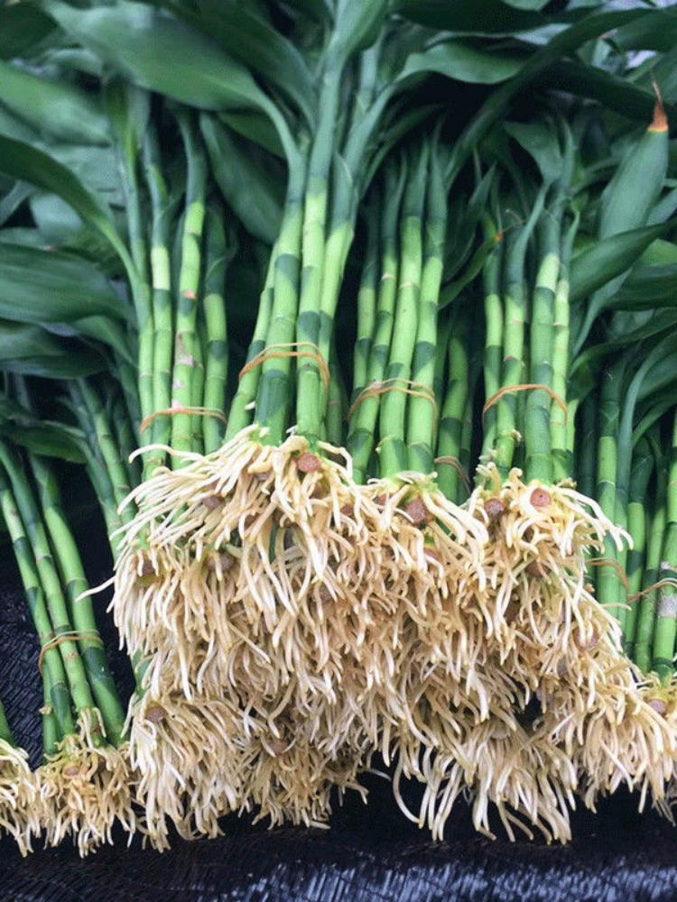 带根富贵竹水培植物水养水竹客厅室内发财招财盆栽绿萝绿植鲜花卉