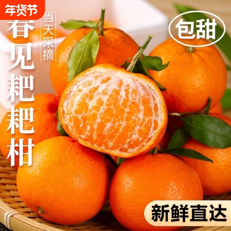 正宗四川眉山春见耙耙柑净重4.5斤