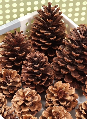 松果球松塔diy材料装饰摆件创意手工天然松树干果幼儿园环创材料