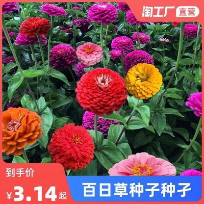 四季开花见土就活混色重瓣