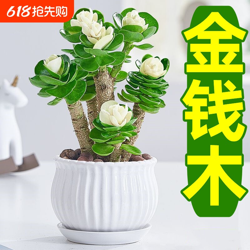 金钱木盆栽发财树老桩多肉植物小金钱树室内招财绿植花卉客厅桌面