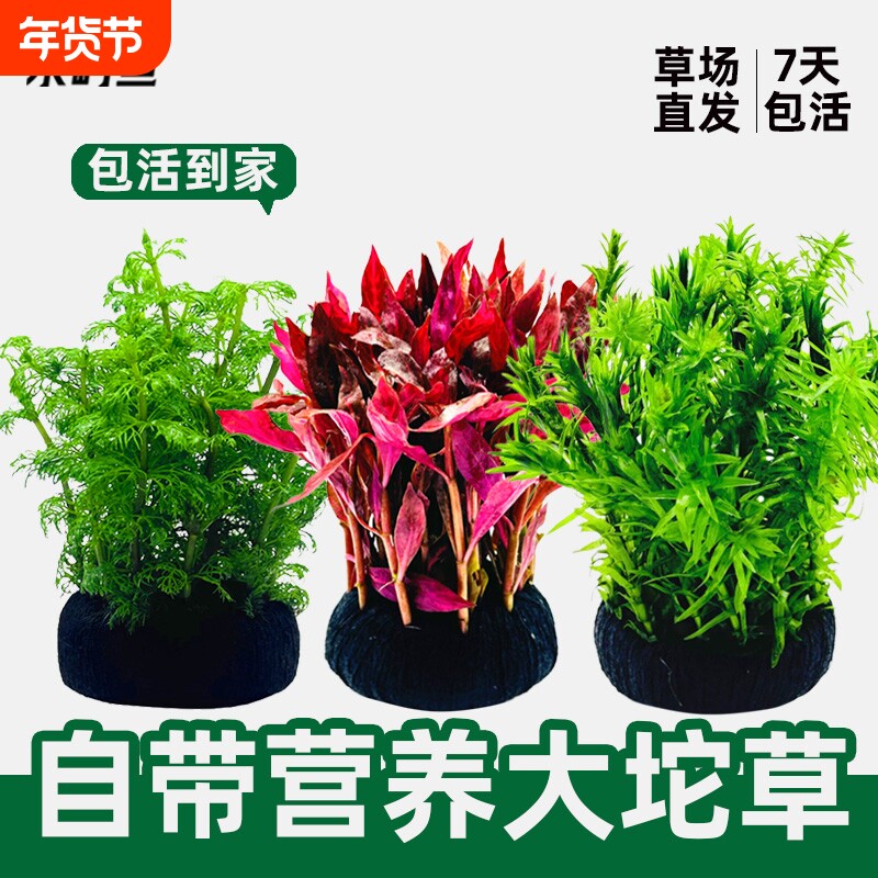 水屿鱼水草植物大坨草鱼缸增氧阴性水培绿植新手懒人造景无需底砂