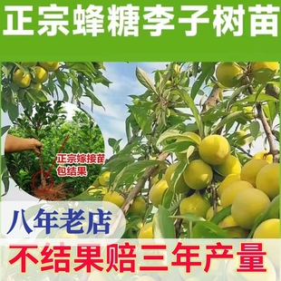 嫁接蜂糖李子脆红翠红树苗特大晚熟脱骨青脆李子果树苗南北方树苗