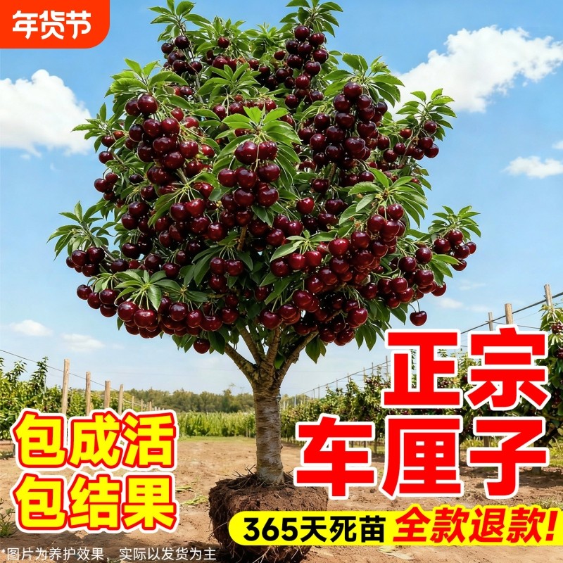 正宗特大车厘子树苗矮化樱桃树苗南方北方种植耐寒耐热全国可种植,鲜花速递/花卉仿真/绿植园艺,果树,淘宝优惠券,粉丝福利购,淘宝优惠卷