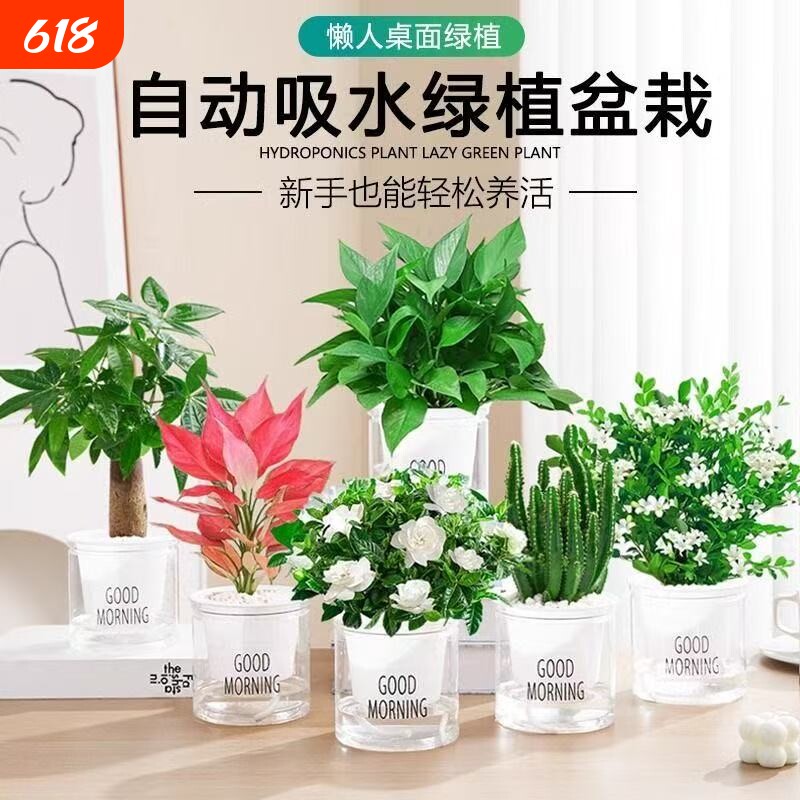 绿萝发财树盆栽吊兰多肉办公室内小绿植驱蚊去除甲醛水培植物花卉