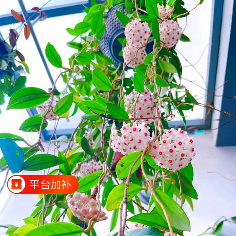 球兰花盆栽大苗垂吊铃兰带花花卉室内爬藤绿植物吊兰多肉客厅开花