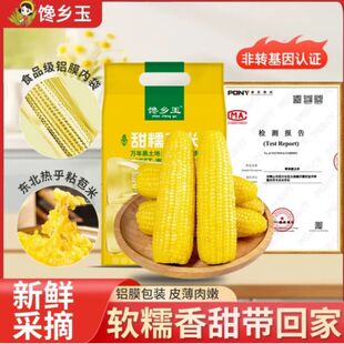 黄糯玉米非转基因东北玉米减脂代餐新鲜糯玉米加热即食早餐饱腹