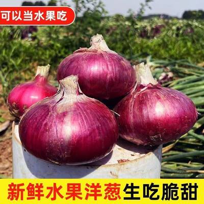 水果洋葱5斤新鲜紫皮圆葱蔬菜当季扁大红洋葱头甜味生吃自提脆甜
