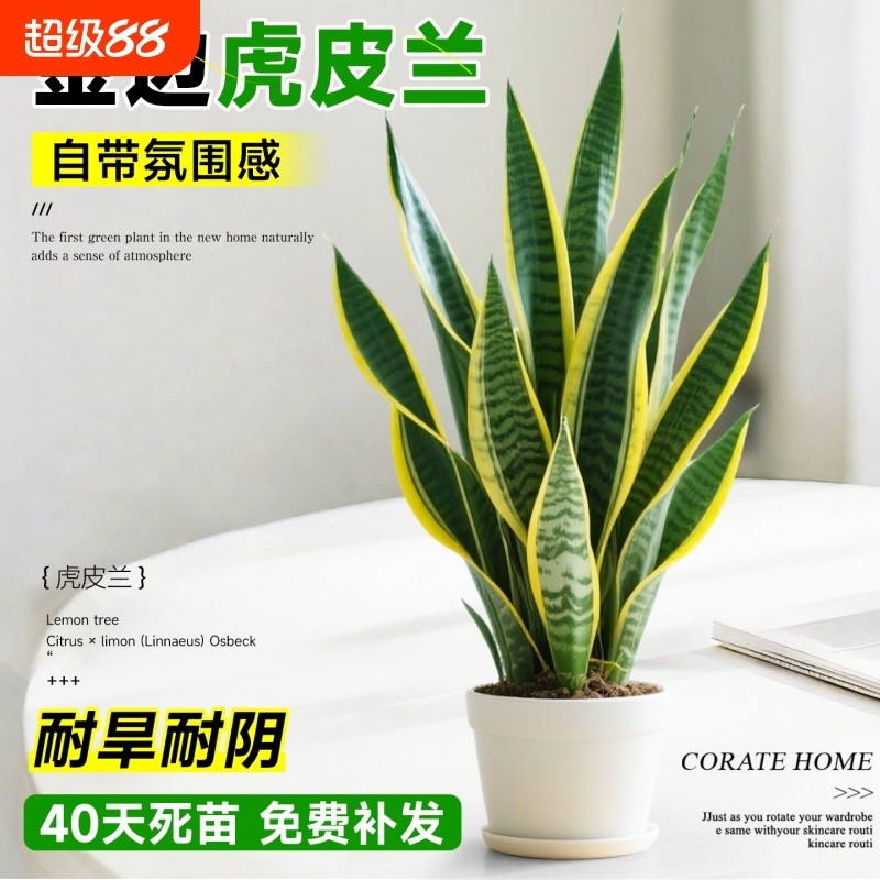 金边虎皮兰盆栽绿植多肉易活好养植物办公室内花卉大全客厅虎尾兰