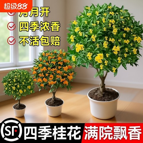 四季桂花树苗金桂庭院浓香原生地栽室内外盆栽八月丹桂花卉绿植物