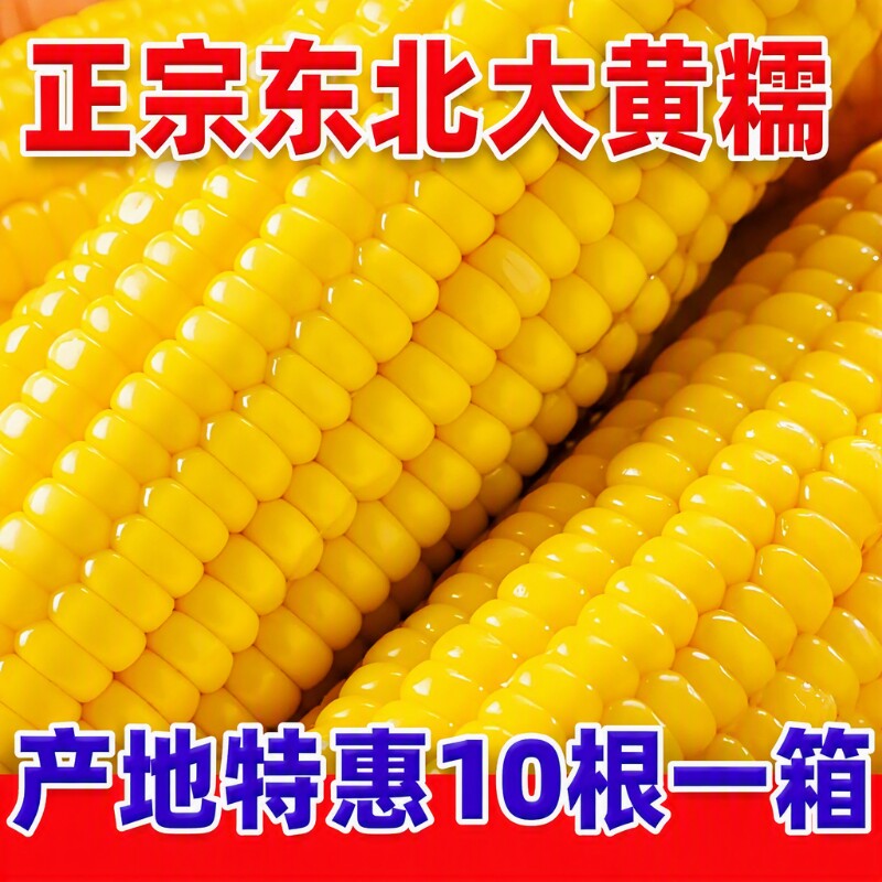 煜松东北新鲜黄糯玉米黄黏糯玉米棒真空包装黄甜玉米香甜农场现摘