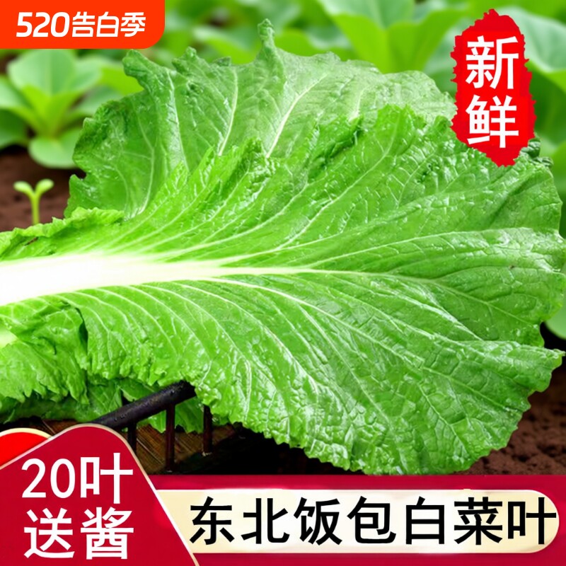 东北饭包白菜叶打饭包的大白菜叶子新鲜农家蘸酱蔬菜组合送酱