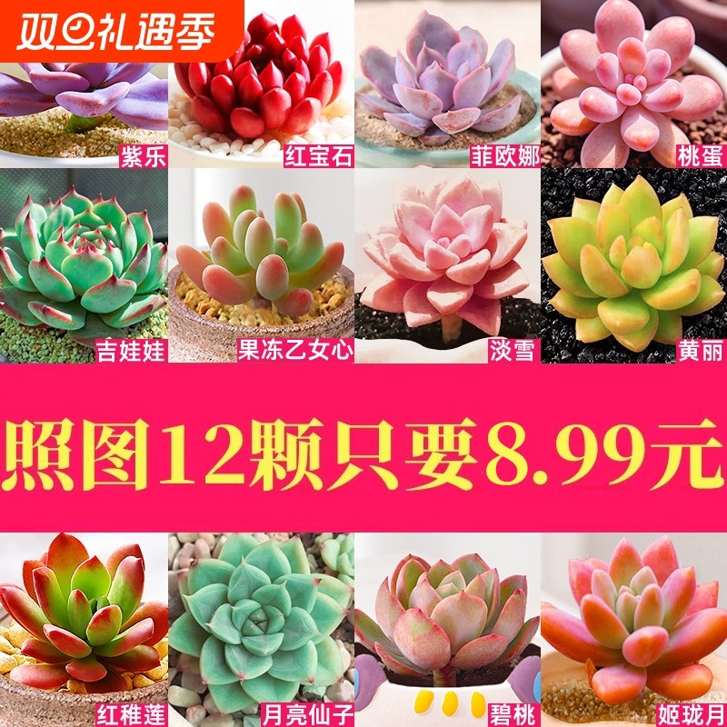 多肉植物室内带小盆栽大颗好养组合稀有品种绿植幼儿园送老师礼物