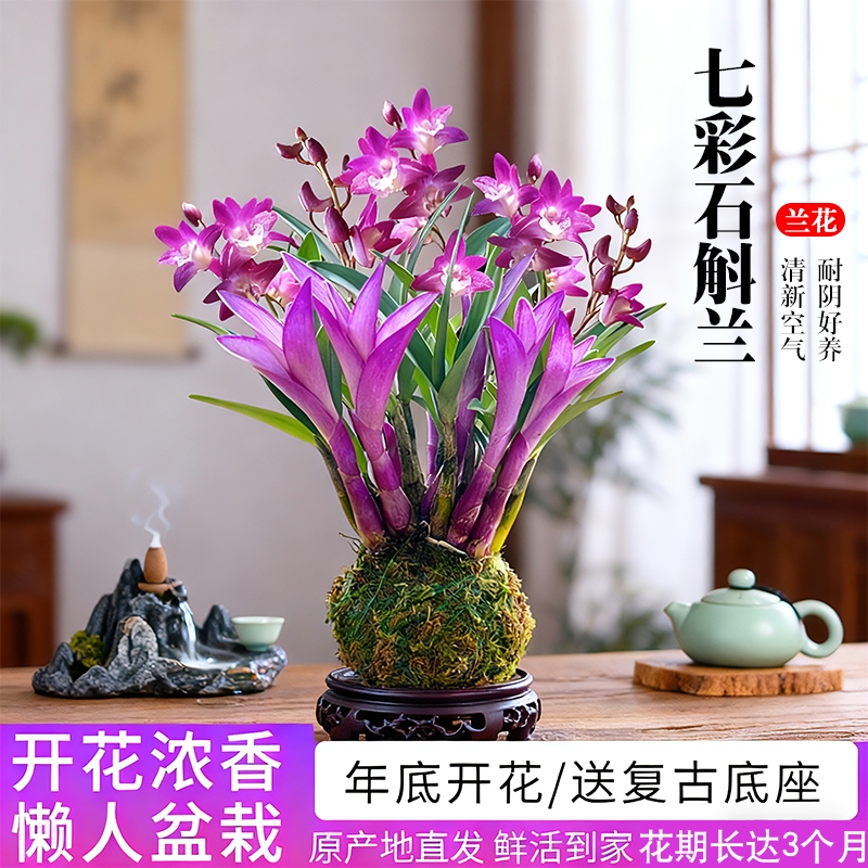 新品七彩香水石斛兰花苗室内驱蚊阳台好养浓香水培绿植小盆栽花卉