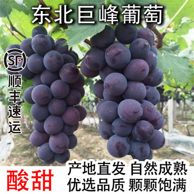 发顺丰新鲜巨峰葡萄东北辽巨峰水果当季酸甜葡萄剪粒发货应季