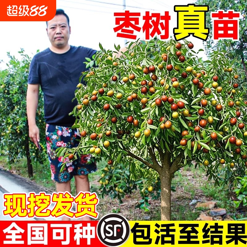 枣树活苗冬枣苗树果树南方北方带土球种植嫁接冰糖枣特大超甜沾化