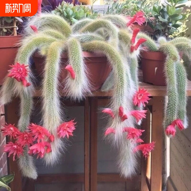 九尾狐多肉长软毛白仙狐开花垂吊室内阳台绿植盆栽办公室植物美观