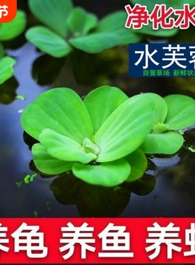 鱼缸造景浮性水草大全绿植物活体净化水质增氧新手懒人水培生态缸